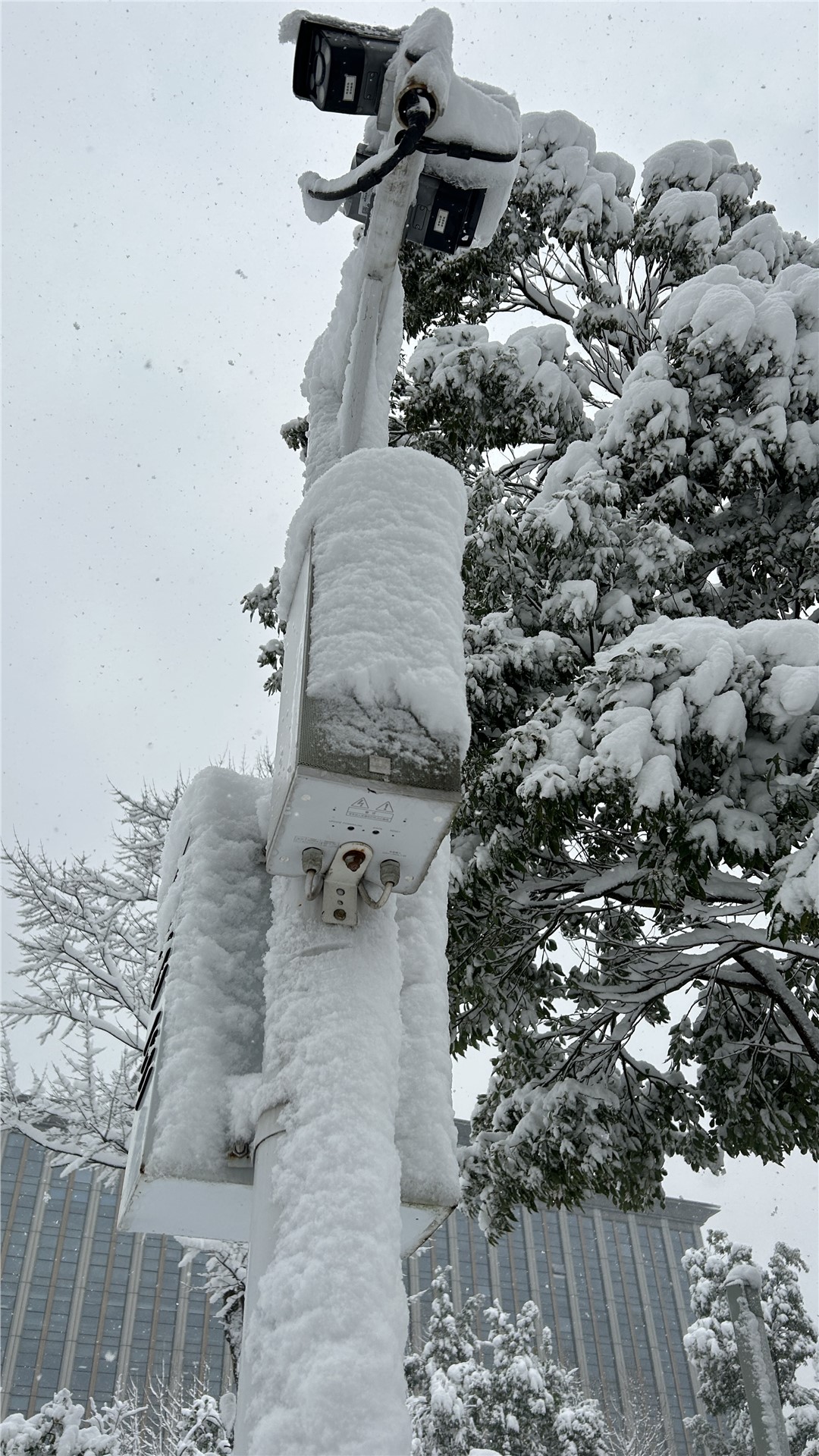 南方“小土豆”如何應(yīng)對東北極寒?